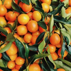 SC058 金色瓦倫西亞