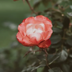 SC054 玫瑰與辣椒